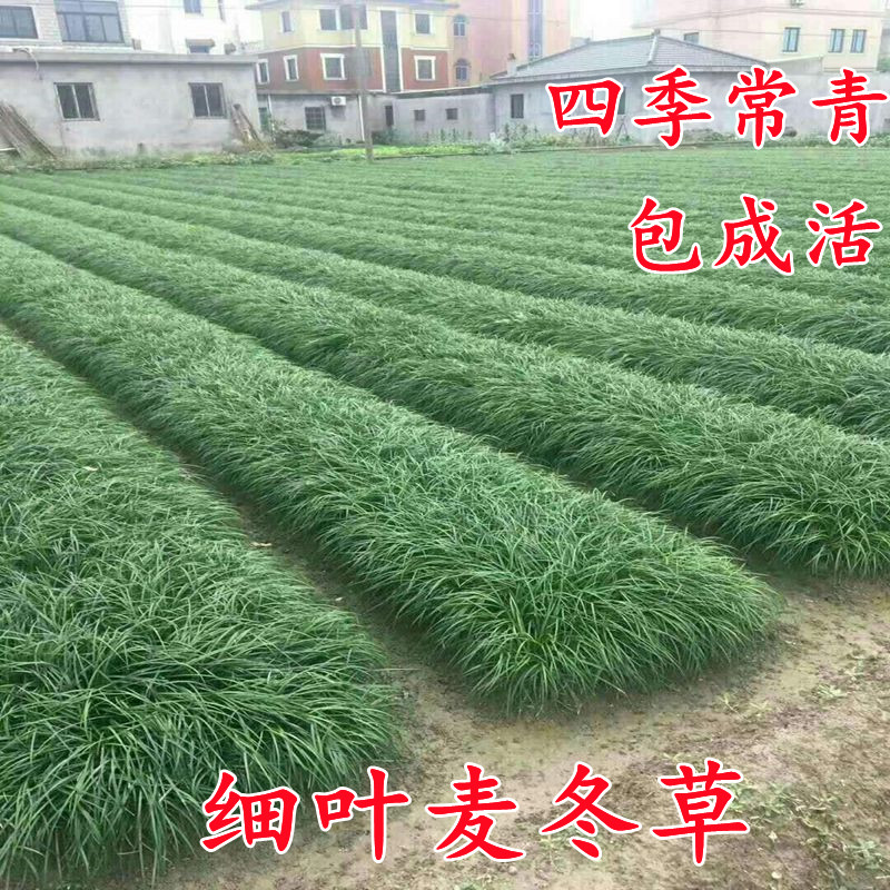 别墅麦冬草玉龙草四季常青草坪图片