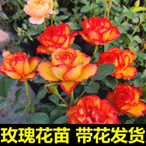 带花苞大花玫瑰月季花苗阳台四季