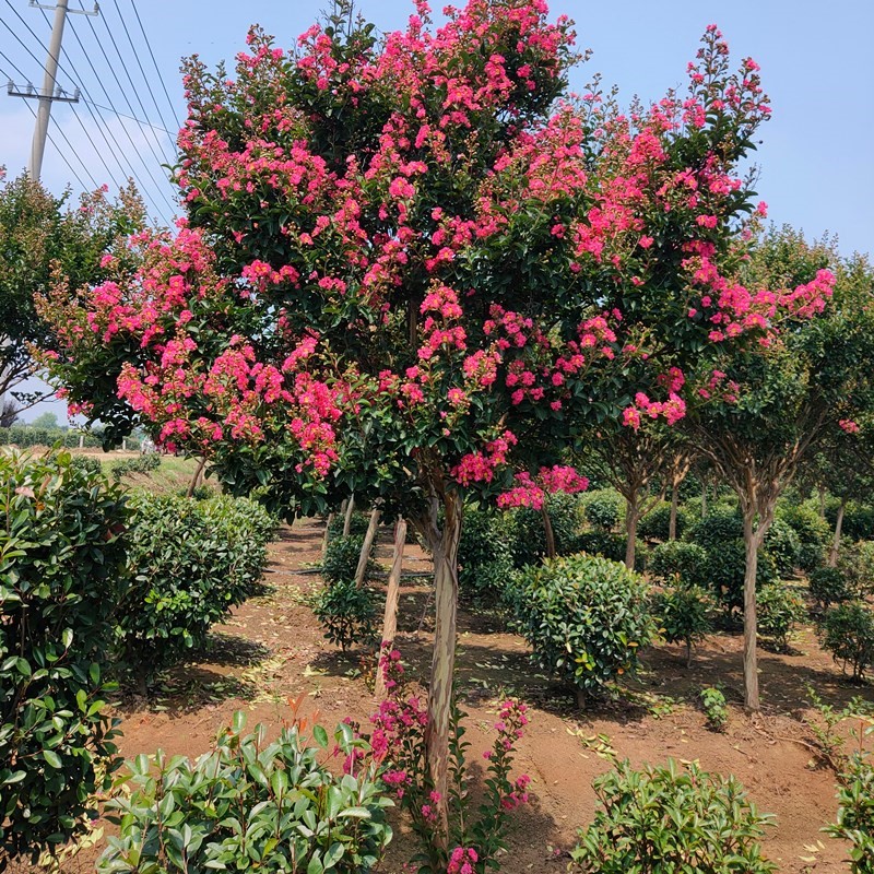 紫薇树苗紫薇花树苗盆栽盆景红花紫薇红火箭紫薇庭院花卉四季种植