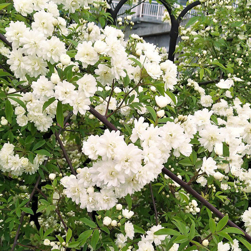 白木香爬藤花苗阳台庭院绿植藤本植物花卉耐寒蔷薇四季开花盆栽