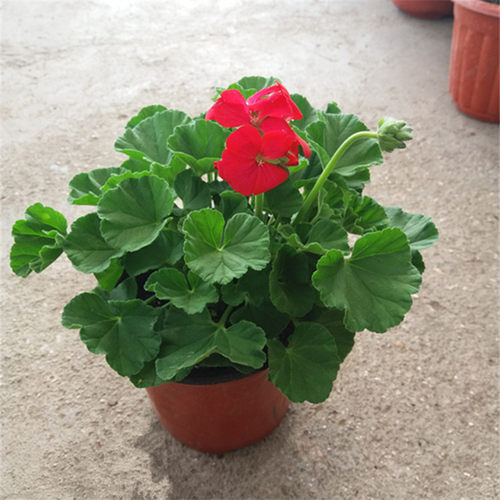 盆栽阳台天竺葵花期带花植物花卉