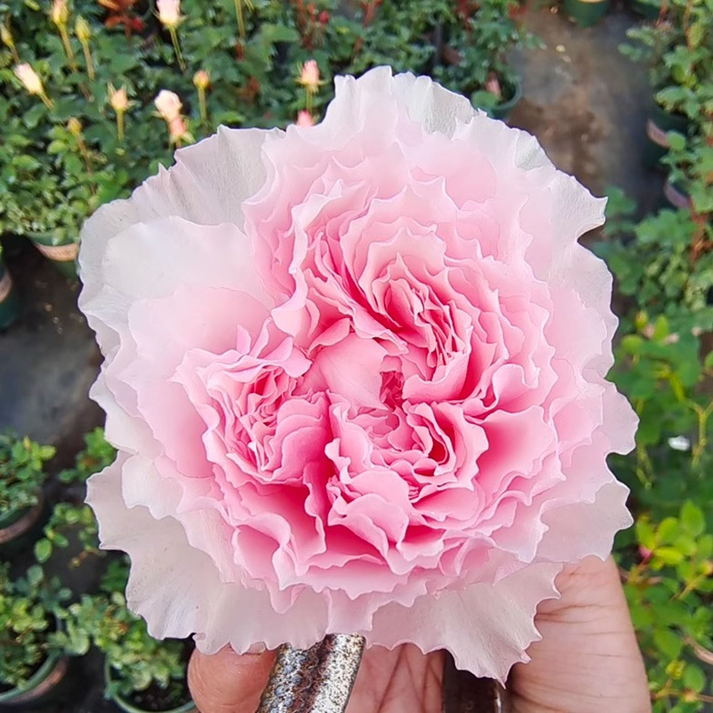 美咲庭院月季花苗玫瑰花大花浓香