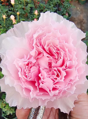 美咲月季花苗日本新品月季Misaki切花灌木庭院阳台大花浓香玫瑰花