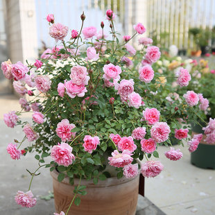 铃之妖精月季花苗阳台粉色盆栽庭院四季开花植物微月多头丰花灌木