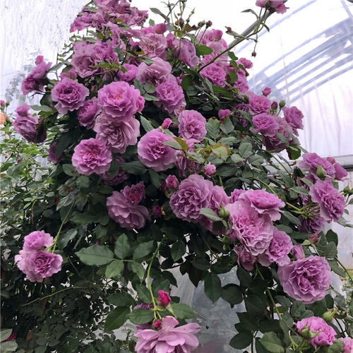 蔷薇爬藤植物庭院薰衣草花环月季
