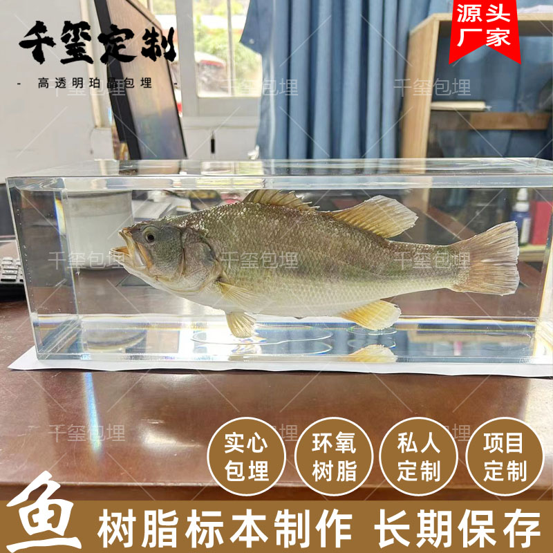 各种鱼树脂标本定制大鱼金鱼包埋实心鱼标本宠物鱼骨展示纪念科普