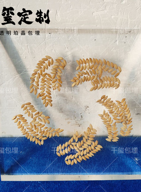 稻谷水稻高粱小麦标本种子装饰墙面亚克力内嵌水晶胶滴胶农业文创