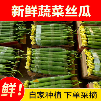 丝瓜新鲜绿皮长丝瓜孕妇丝瓜新鲜蔬菜农家自种现摘现发包邮