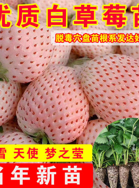 草莓苗四季白雪公主天使AE雪兔梦之莹草莓盆栽带土奶油红颜草莓秧