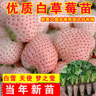 草莓苗四季白雪公主天使AE雪兔梦之莹草莓盆栽带土奶油红颜草莓秧