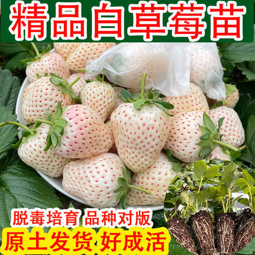 白草莓苗四季种植当年新苗更好养