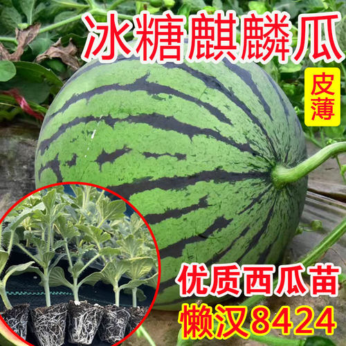 西瓜苗麒麟西瓜苗基地直发