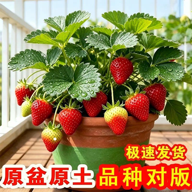 草莓苗带花带果四季盆栽食用大株苗奶油红颜隋珠食用带盆带土