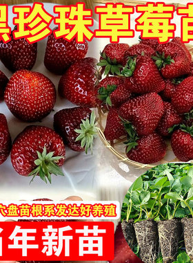 黑珍珠草莓苗真红美玲玄玉黑草莓苗秧盆栽地栽带土草莓苗批发好养