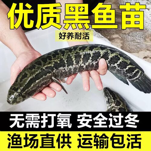 特大黑鱼苗淡水鱼养殖乌鱼苗