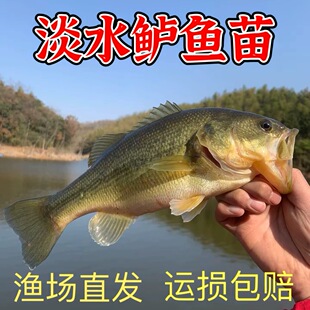 加州鲈鱼淡水鲈鱼宠物观赏鱼路亚鱼苗养殖大口黑鲈食用鱼苗鱼苗