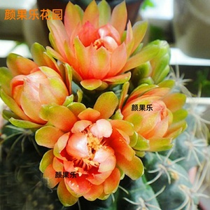 仙人球绯花玉开花带花苞仙人掌类多肉绿植物桌面花卉小盆栽