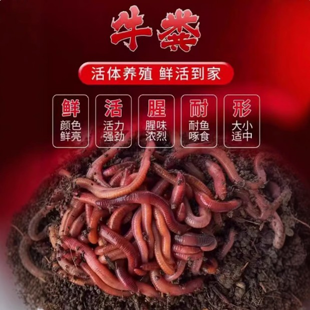 鲜活盒装蚯蚓活饵鱼饵料垂钓鲫鱼鲤鱼野钓黄颡鱼昂刺鱼打窝料鱼食
