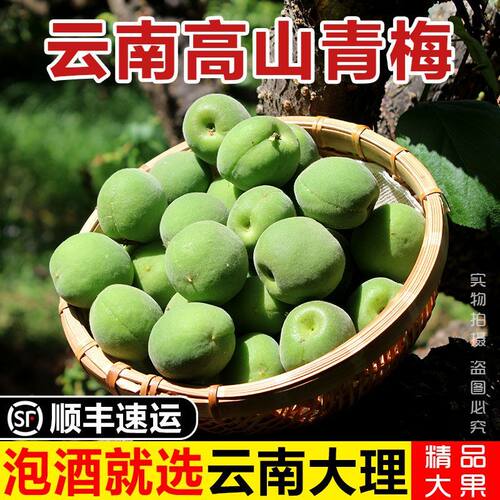 云南大理新鲜野生现摘青梅高山泡酒脆酸梅子胭脂黄梅酸水果杏子