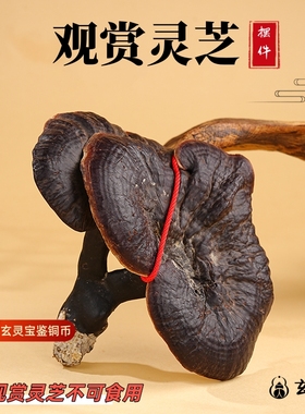 玄灵阁观赏灵芝装饰摆件一整朵