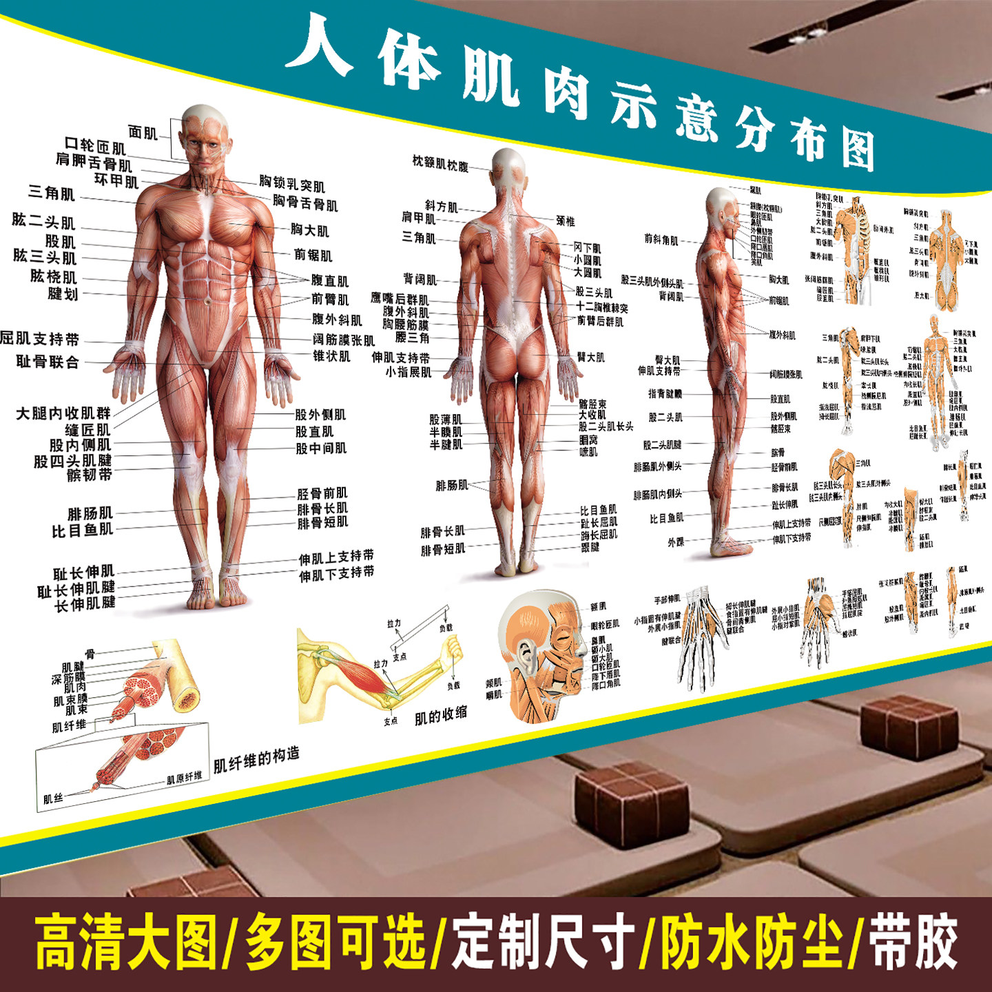 人体肌肉骨骼解剖图贴纸挂画健身肌肉分布挂图医院养生馆理疗海报