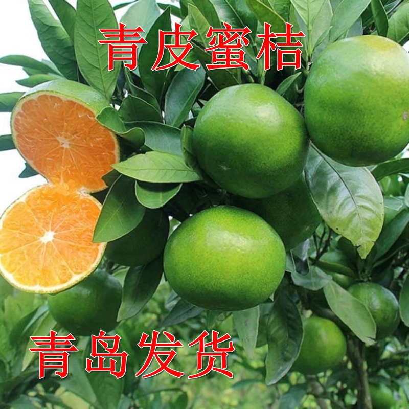 特早柑橘十大品种,当今最好的柑橘品种 新品种青皮蜜桔苗 早熟柑橘苗 无核蜜桔子树苗 特早青皮蜜橘子苗