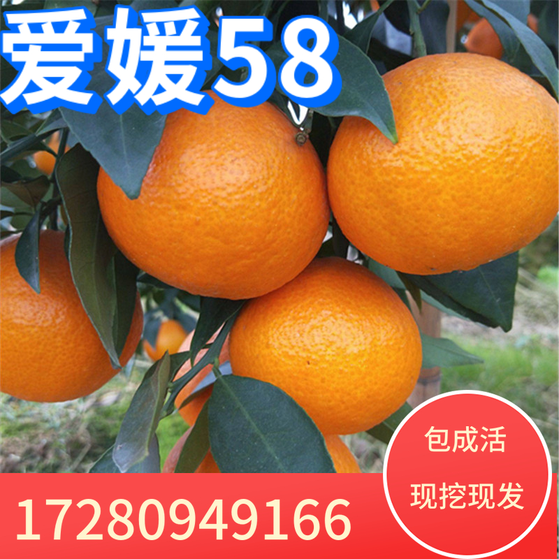 新品种爱媛柑橘苗嫁接苗盆栽南北方种植当年结果地栽大苗带果带土