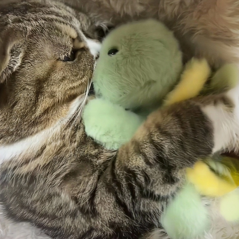 猫咪可爱躺平毛绒玩具乌龟玩偶睡觉抱公仔安抚陪伴宠物狗狗礼物,玩具/童车/益智/积木/模型,毛绒/玩偶/公仔/布艺类玩具,淘宝优惠券,粉丝福利购,淘宝优惠卷