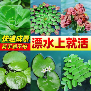 鱼缸水草浮萍造景水培植物净化水质一叶莲水芙蓉槐叶萍草场直发