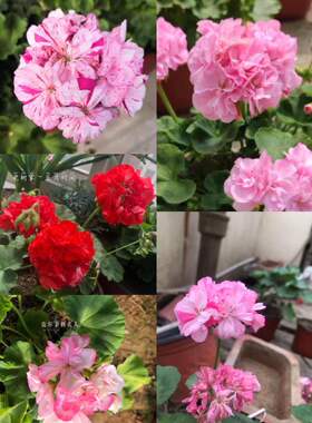 老树家 直立天竺合集四 L M N P Q12厘米盆苗满28包邮