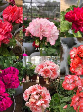 老树家 直立天竺葵 合集六 郁金香花型X Y Z 12厘米盆苗 满28包邮