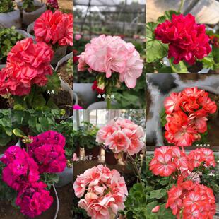 老树家 直立天竺葵 合集六 郁金香花型X Y Z 12厘米盆苗 满28包邮