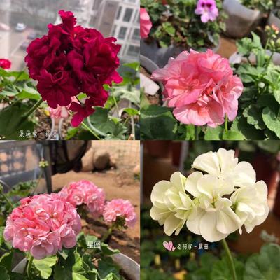 天竺葵草本四季直立天竺葵