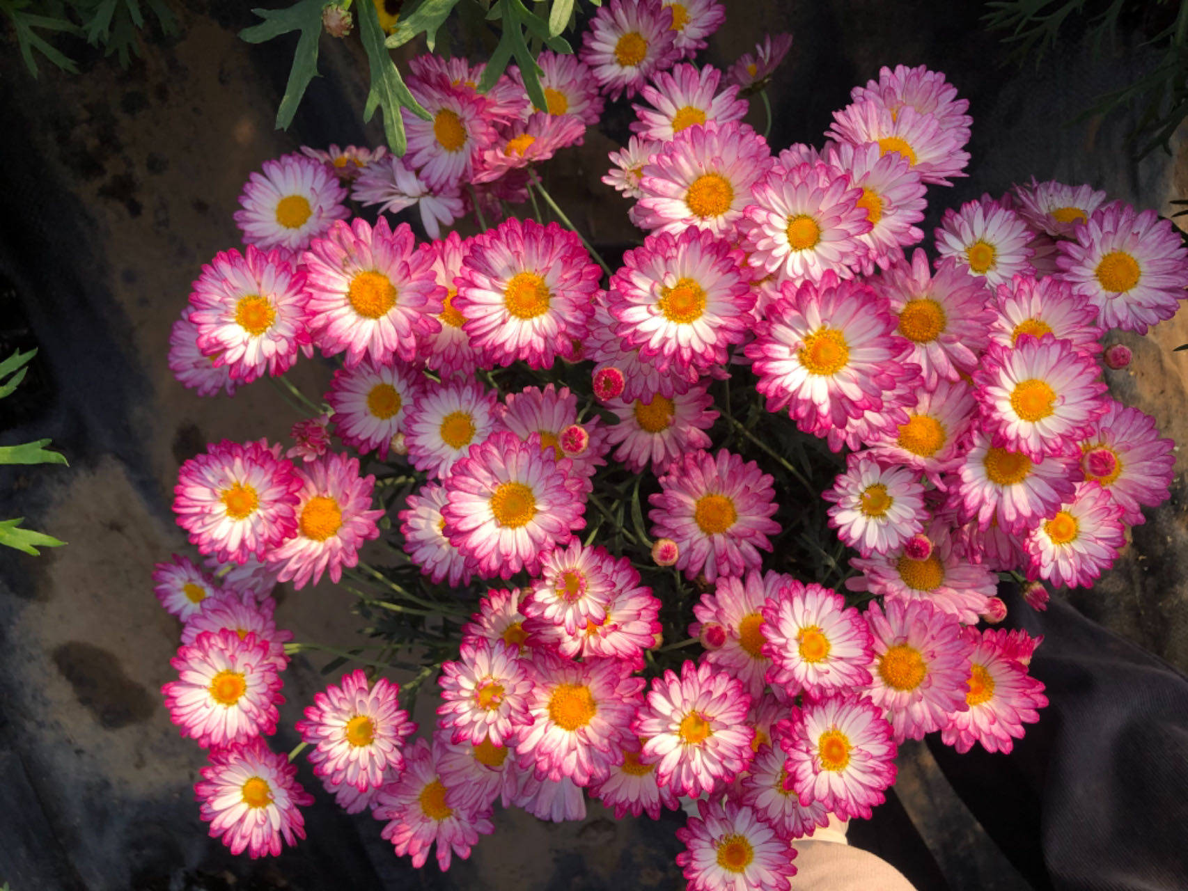 老树家玛格丽特茼蒿菊阳台耐热开花机器庭院穴盘小苗9.9包邮