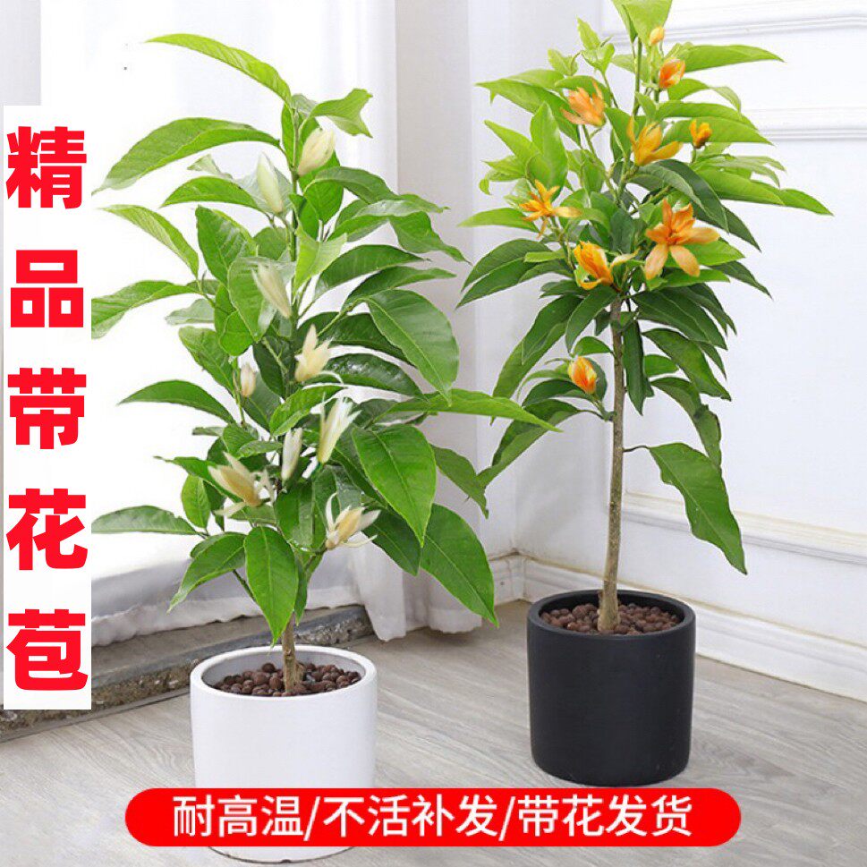 白兰花盆栽玉兰花树苗带花苞黄兰阳台庭院浓香型花卉四季开花植物