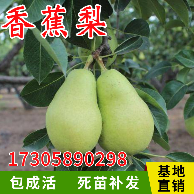 香蕉梨树苗嫁接特大脆甜贵妃梨苗南北方庭院地栽阳台盆栽当年结果