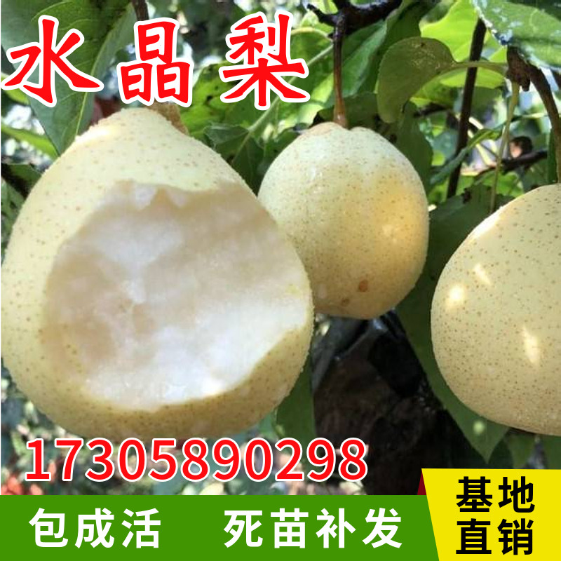 水晶梨树苗南北方庭院地栽嫁接特大活苗阳台盆栽种植果苗当年结果