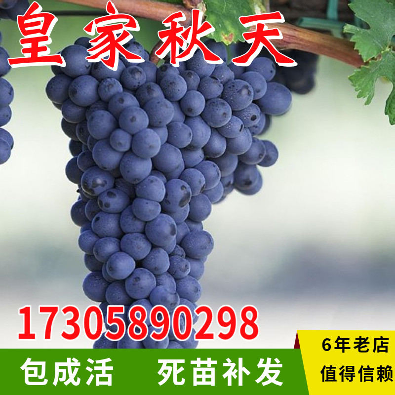 皇家秋天葡萄树苗嫁接无核南北方庭院地栽盆栽酿酒葡萄苗当年结果