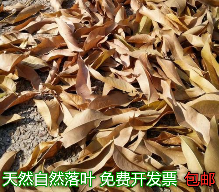 自然干树叶手工天然落叶枫叶枯树叶标枯叶装饰拍摄道具真叶子
