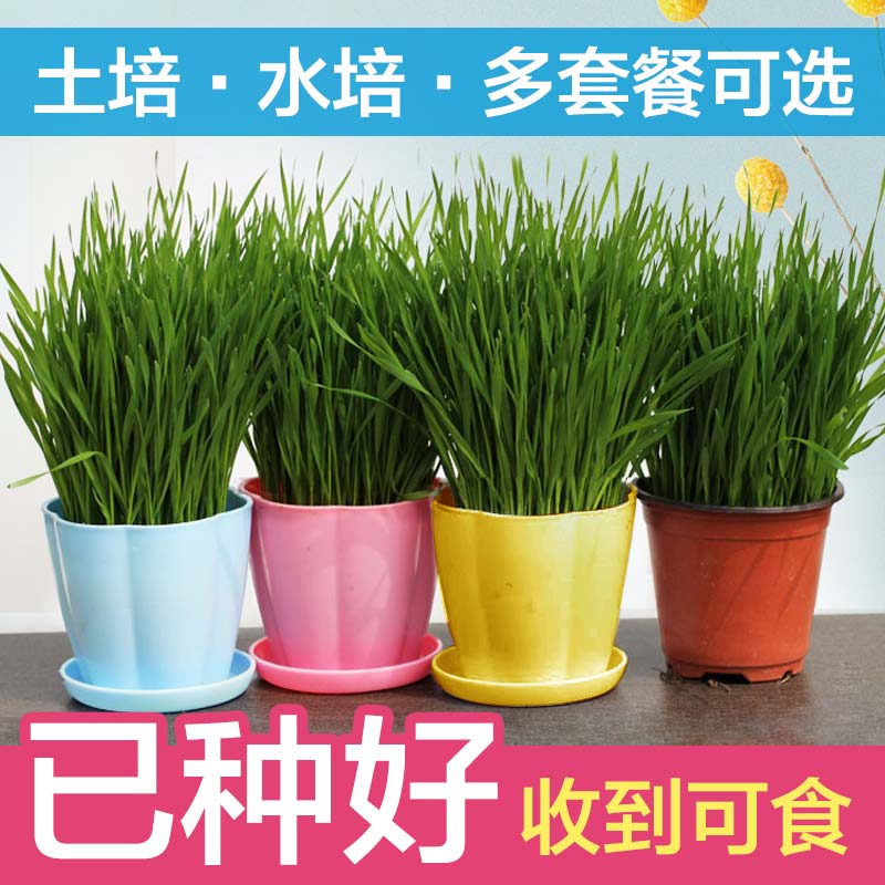 猫草已种好小麦种子长好佛山猫草