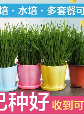 现成猫草已种好猫薄荷水培小麦种子懒人猫草种植套装狗草长好即吃