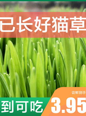 现成猫草已种好猫薄荷水培小麦种子懒人猫草种植套装狗草长好即吃
