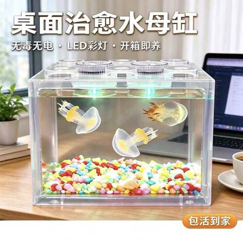 水母活体观赏宠物生日礼物