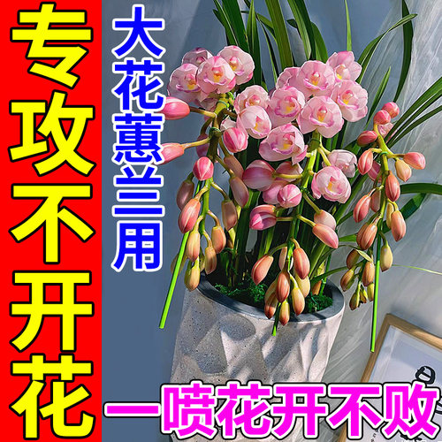 大花蕙兰开花液一喷花开爆满盆