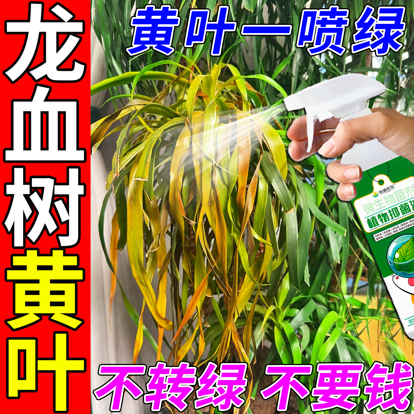 龙血树叶子发黄专用杀菌剂