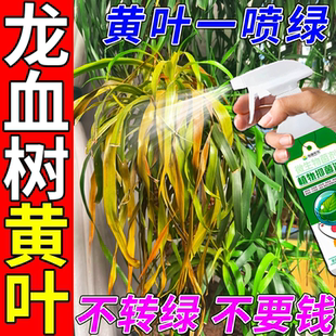 龙血树叶子发黄怎么办植物黄枯叶干尖烂根专用杀菌药剂营养液肥料