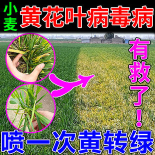 小麦黄花叶病毒病杀菌剂纹枯黄化烂根急救土壤土传病害专用病菌清