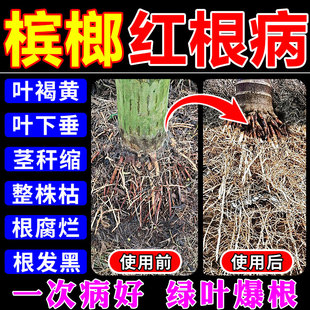 槟榔根腐病专用药肥料植物杀菌剂黄叶枯烂根一喷绿生根药水复活液