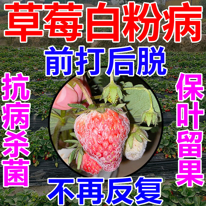 草莓白粉病专用药一滴净菌立清杀菌剂果园消杀灵水溶肥料冲施正品