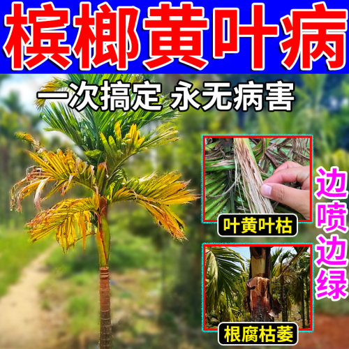 【黄叶一喷绿】槟榔黄化病专用药